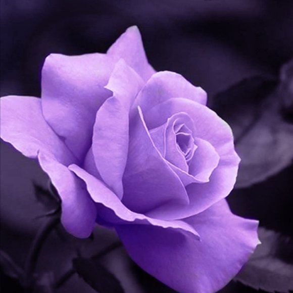 Meet your Posher, Elvia - Picture 3 of 3